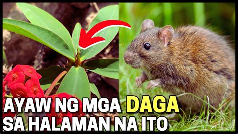 paminta ayaw ng daga wikipedia|Why ‘bakla’ is problematic .